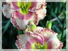 2011_summer_sale_fp