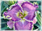 spring2011_fp