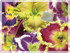 summer_sale_fp